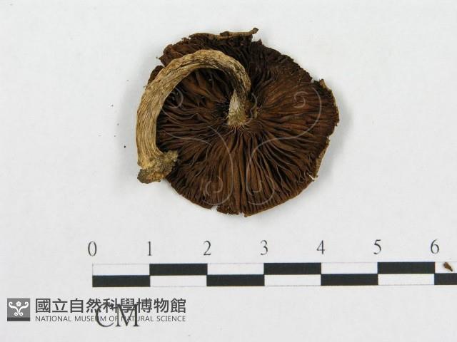 登錄號:F0015973藏品圖，第3張