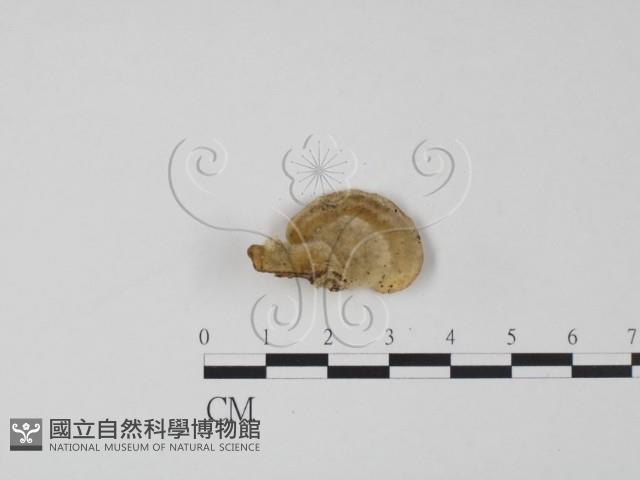 登錄號:F0019973藏品圖，第3張