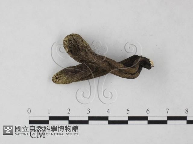 炭角菌屬藏品圖，第3張