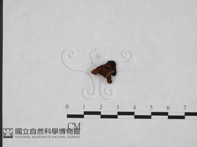 登錄號:F0000673藏品圖，第3張