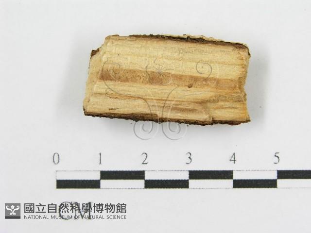 登錄號:F0016673藏品圖，第3張