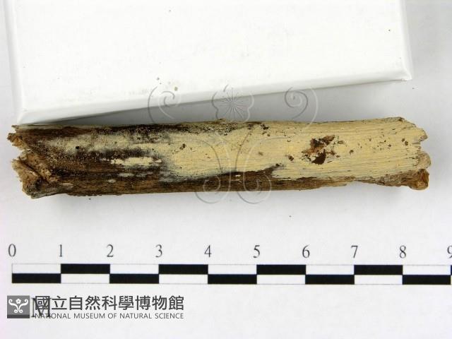 冇骨消絲齒菌藏品圖，第3張
