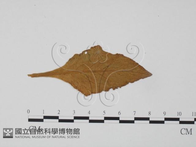 登錄號:F0011673藏品圖，第3張