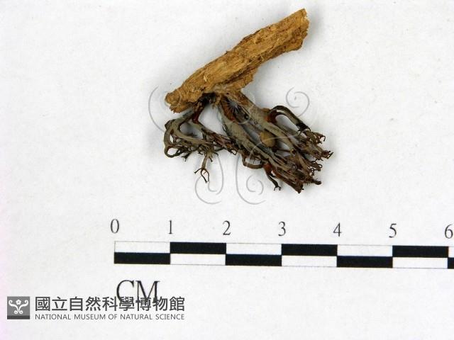 登錄號:F0022673藏品圖，第3張