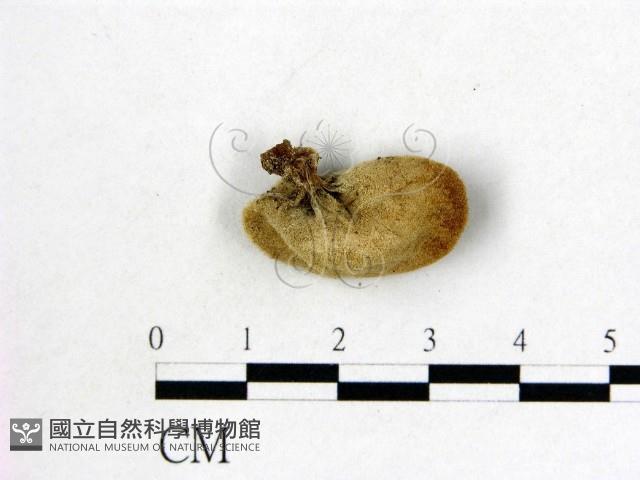 登錄號:F0002673藏品圖，第3張