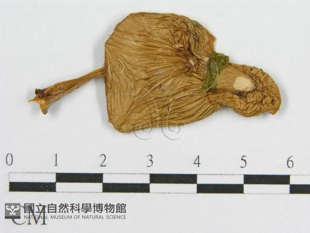 登錄號:F0012673藏品圖，第3張