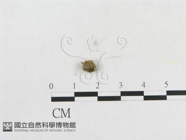 登錄號:F0007673藏品圖，第3張