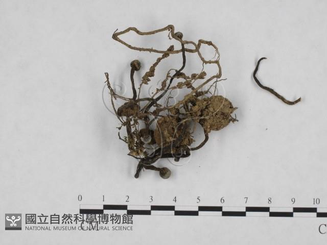 登錄號:F0005673藏品圖，第3張