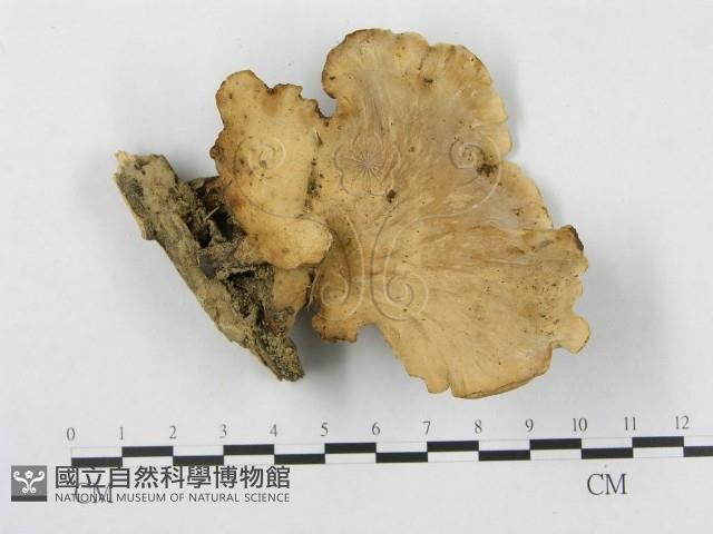 多孔菌屬藏品圖，第3張