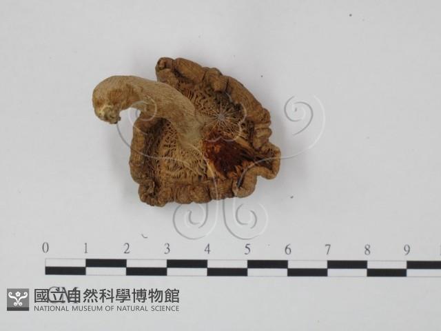 登錄號:F0009673藏品圖，第3張
