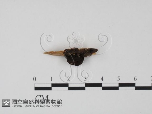 登錄號:F0019673藏品圖，第3張