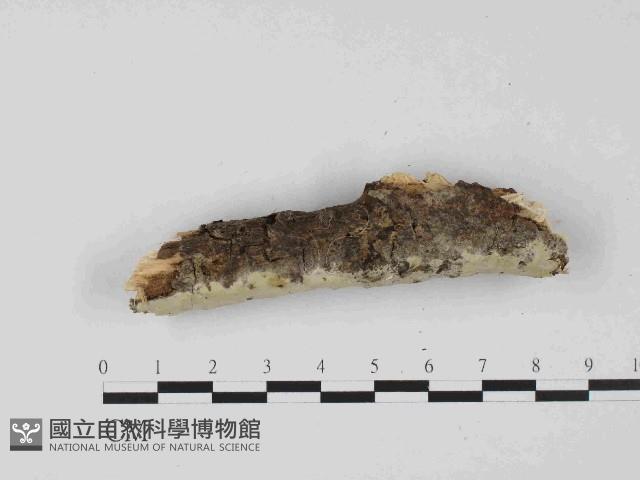 登錄號:F0023673藏品圖，第3張