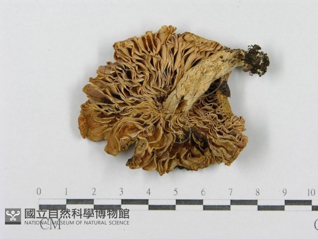 登錄號:F0008473藏品圖，第3張