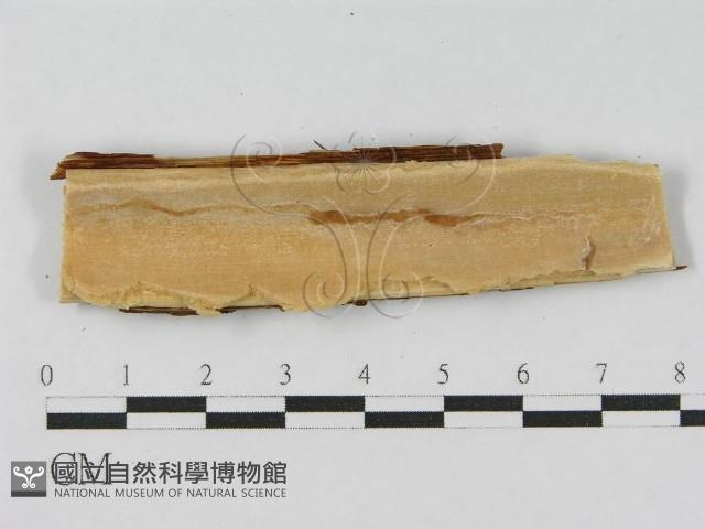 登錄號:F0010473藏品圖，第3張