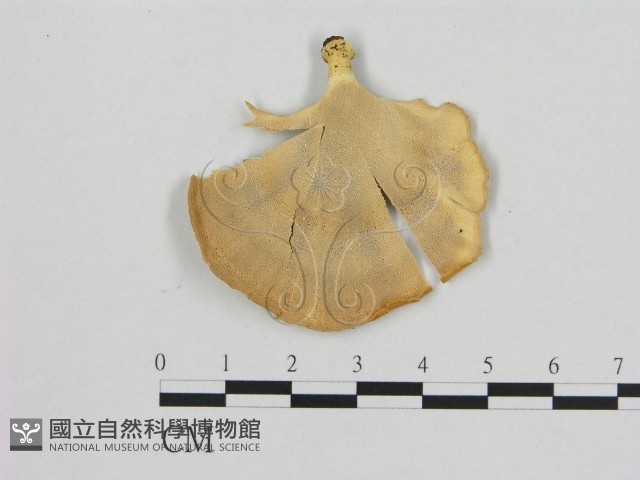 登錄號:F0006473藏品圖，第3張