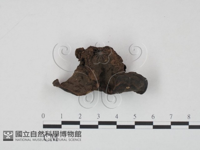 登錄號:F0016473藏品圖，第3張