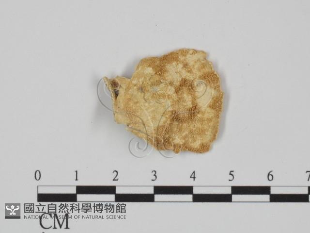 附毛菌屬藏品圖，第3張