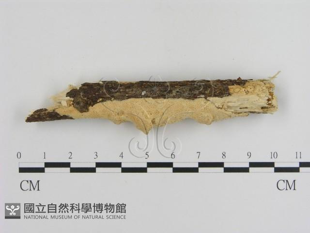 登錄號:F0002473藏品圖，第3張