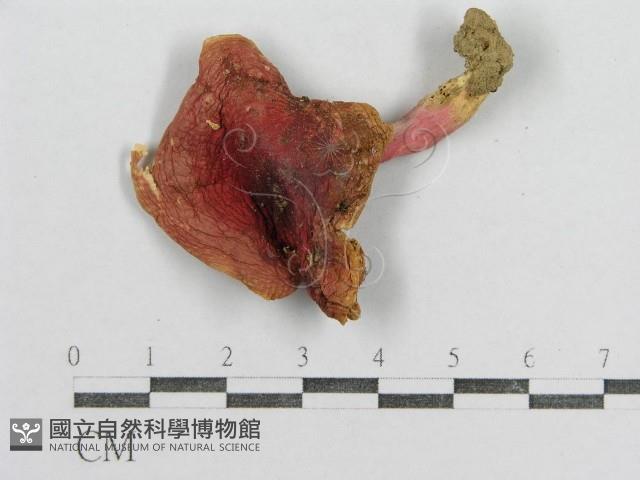 紅菇屬藏品圖，第3張