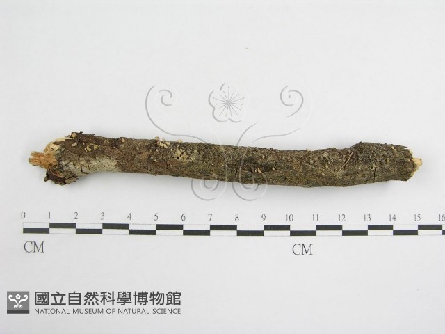登錄號:F0007473藏品圖，第3張