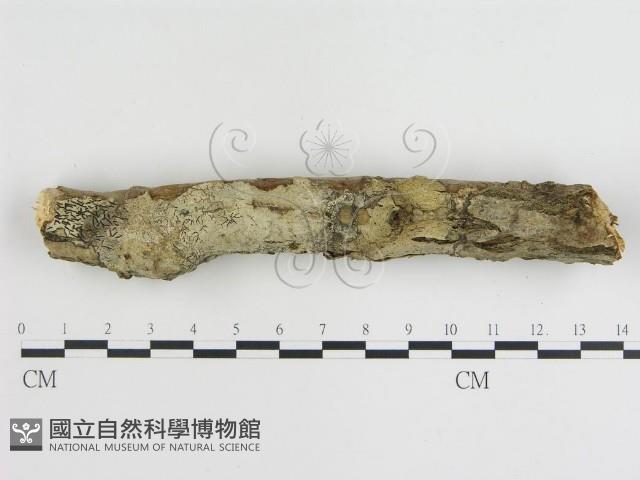 登錄號:F0015473藏品圖，第3張