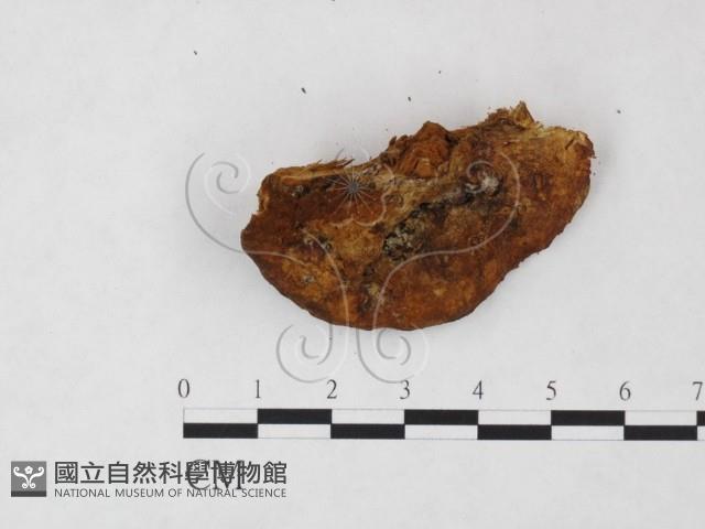 登錄號:F0009473藏品圖，第3張