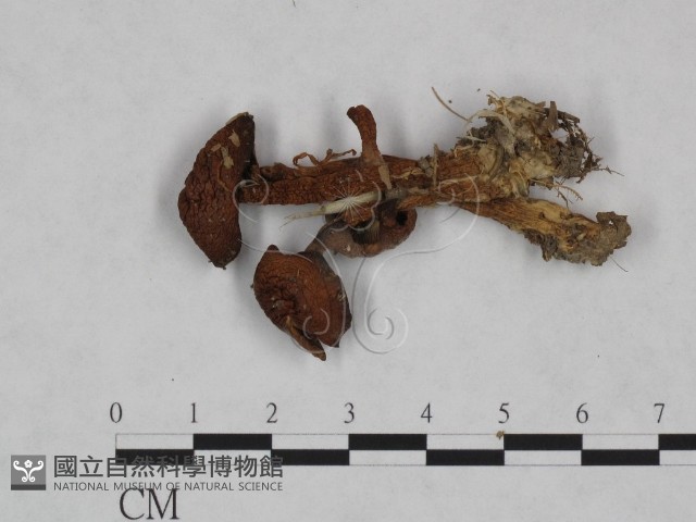 登錄號:F0023473藏品圖，第3張