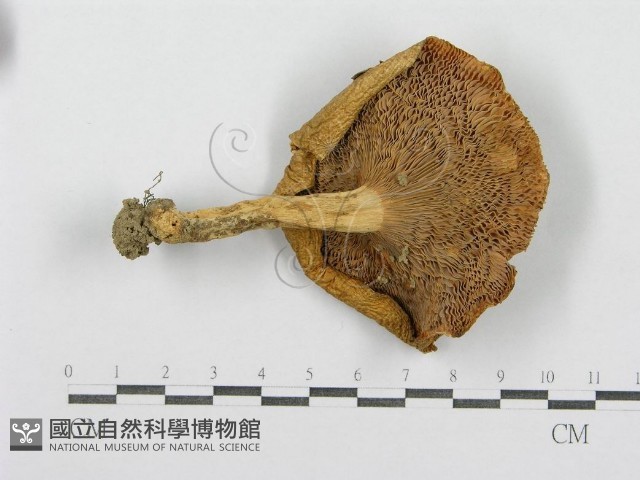 紅菇屬藏品圖，第3張