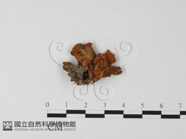 登錄號:F0013473藏品圖，第3張
