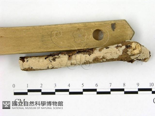 登錄號:F0008773藏品圖，第3張