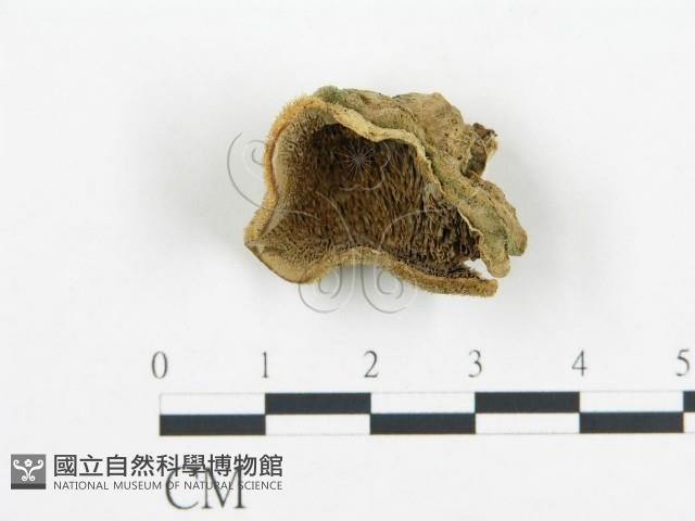 登錄號:F0018773藏品圖，第1張