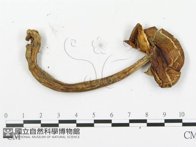 登錄號:F0010773藏品圖，第3張
