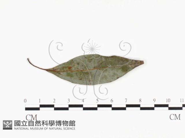 登錄號:F0026773藏品圖，第3張