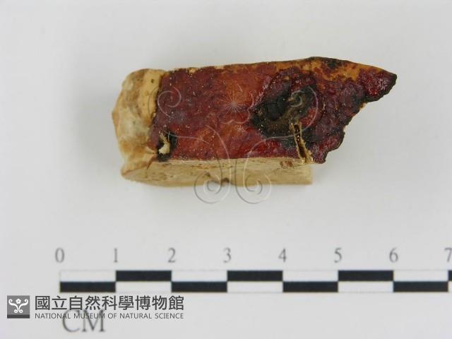 松生擬層孔菌藏品圖，第3張