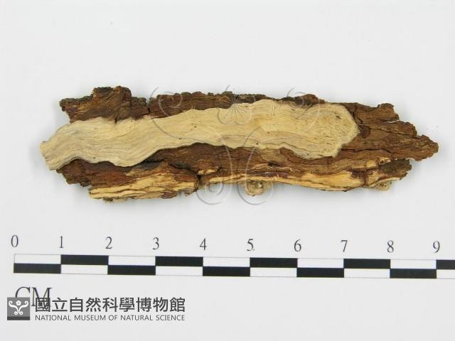 登錄號:F0016773藏品圖，第3張