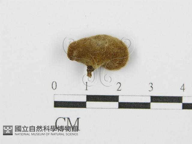 毛木耳藏品圖，第3張