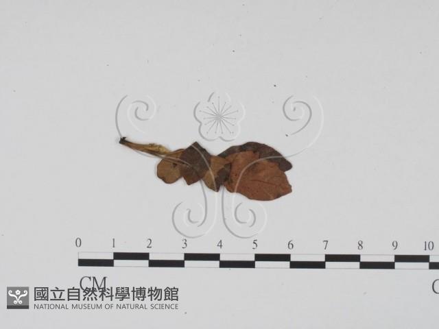 登錄號:F0011773藏品圖，第3張