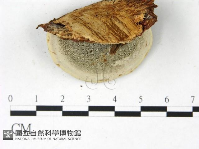 登錄號:F0022773藏品圖，第3張