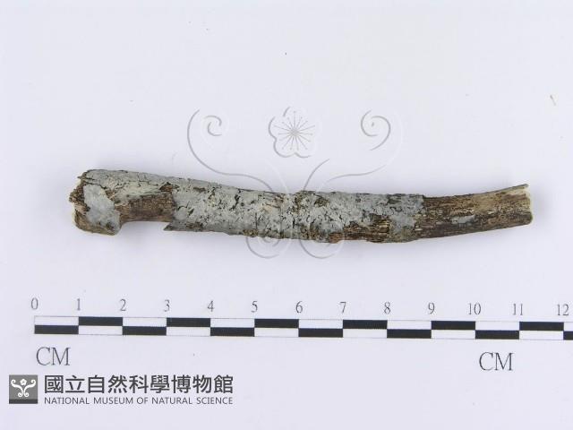 登錄號:F0012773藏品圖，第3張