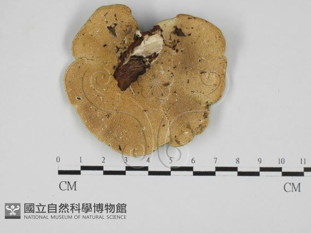 栓菌屬藏品圖，第3張