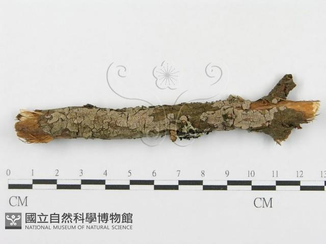 登錄號:F0015773藏品圖，第1張