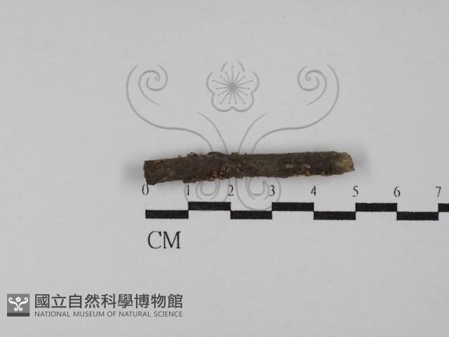 登錄號:F0029773藏品圖，第3張