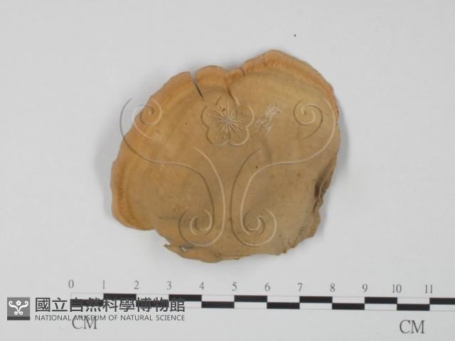 登錄號:F0009773藏品圖，第3張