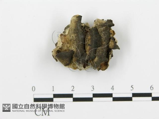 煙管菌藏品圖，第1張