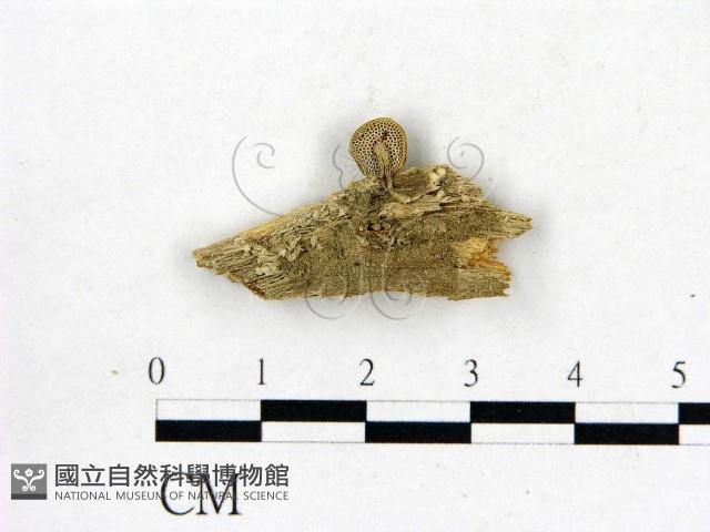 登錄號:F0008573藏品圖，第3張