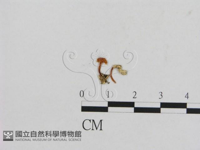 登錄號:F0000573藏品圖，第3張