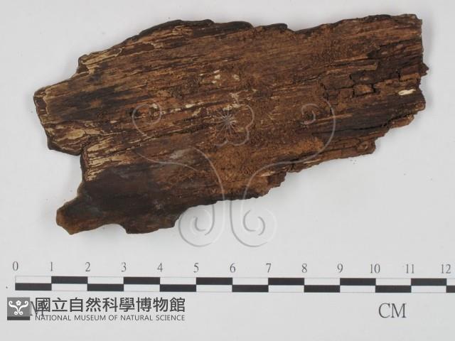 刺革菌屬藏品圖，第3張