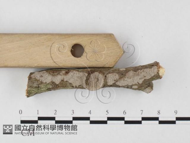 筍殼菌屬藏品圖，第3張