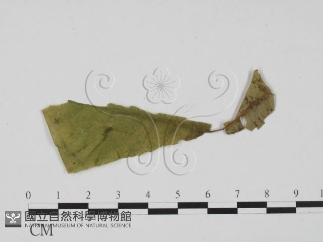 登錄號:F0016573藏品圖，第3張