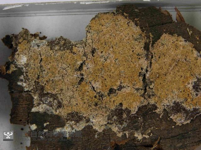 登錄號:F0021573藏品圖，第3張